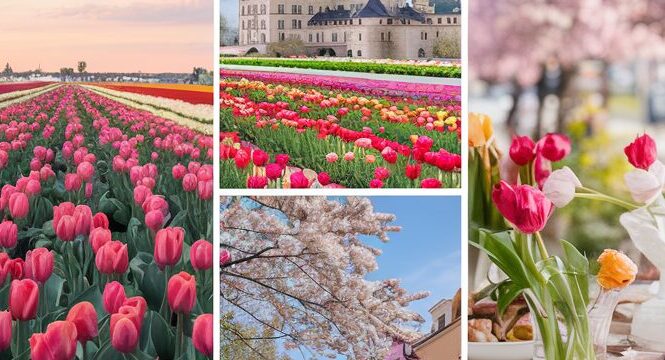 Europe in Bloom